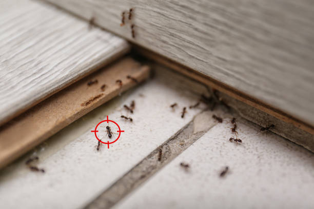 Best Residential Pest Control  in Madisonville, KY